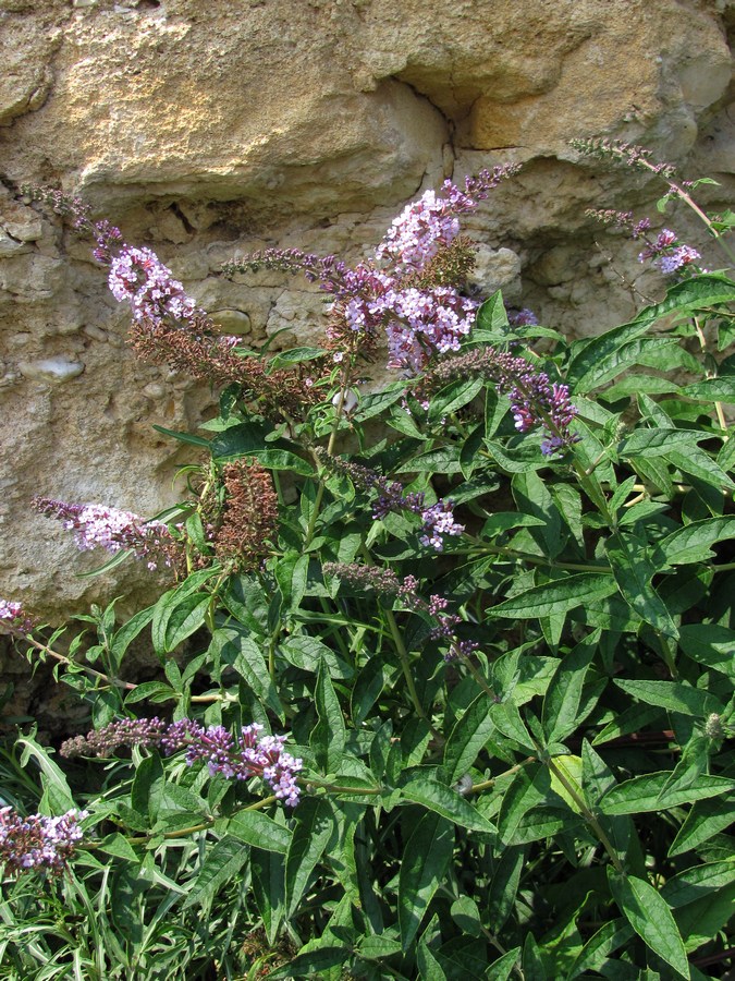 Image of Buddleja davidii specimen.