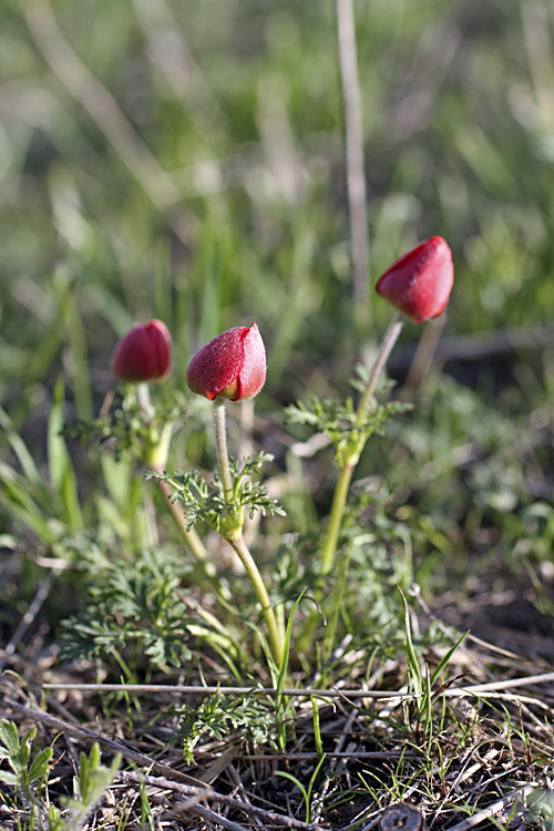 Image of Anemone bucharica specimen.