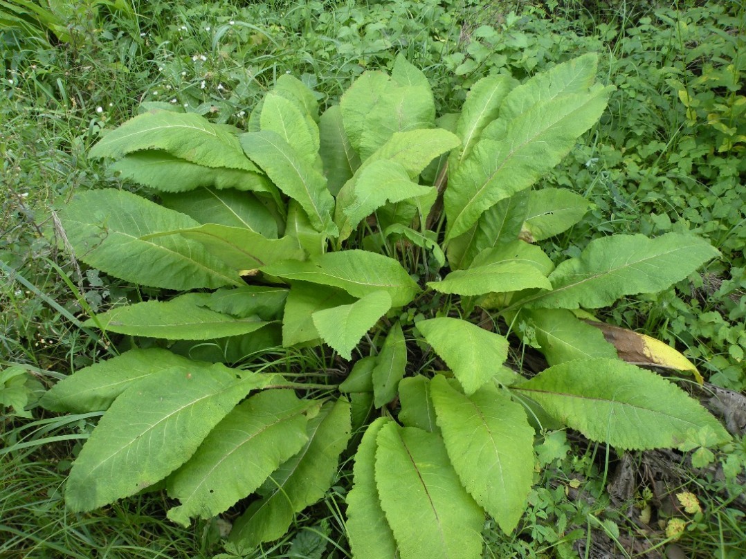 Изображение особи Inula helenium.