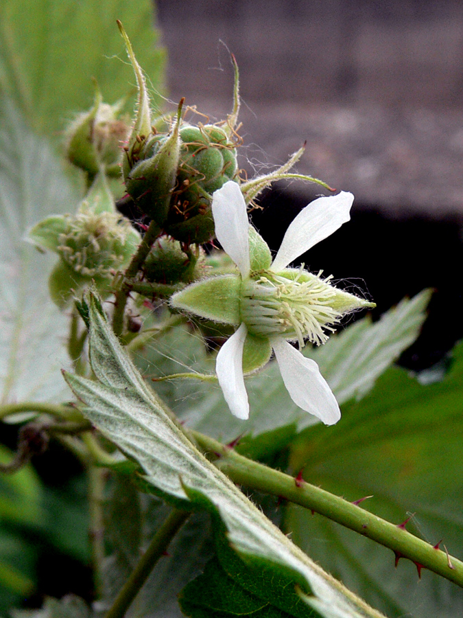 Image of Rubus matsumuranus specimen.