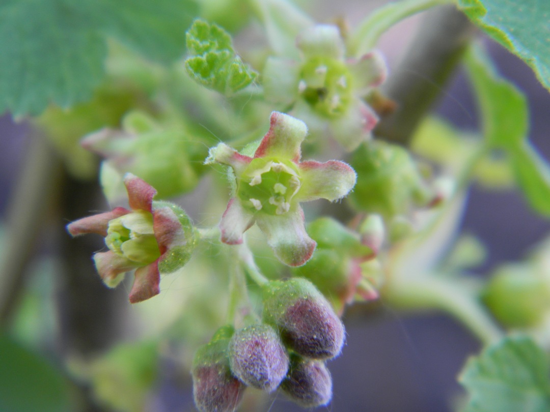 Image of Ribes nigrum specimen.