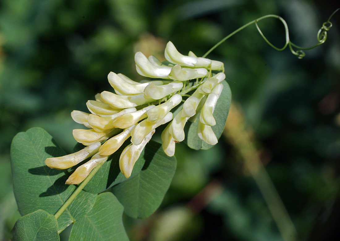 Изображение особи Vicia pisiformis.