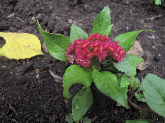 Image of Celosia cristata specimen.