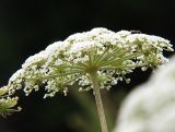 familia Apiaceae. Соцветие. Приморский край, Лазовский р-н, Лазовский заповедник, кордон Карпадь, каменистый берег р. Прямушки. 19.08.2009.