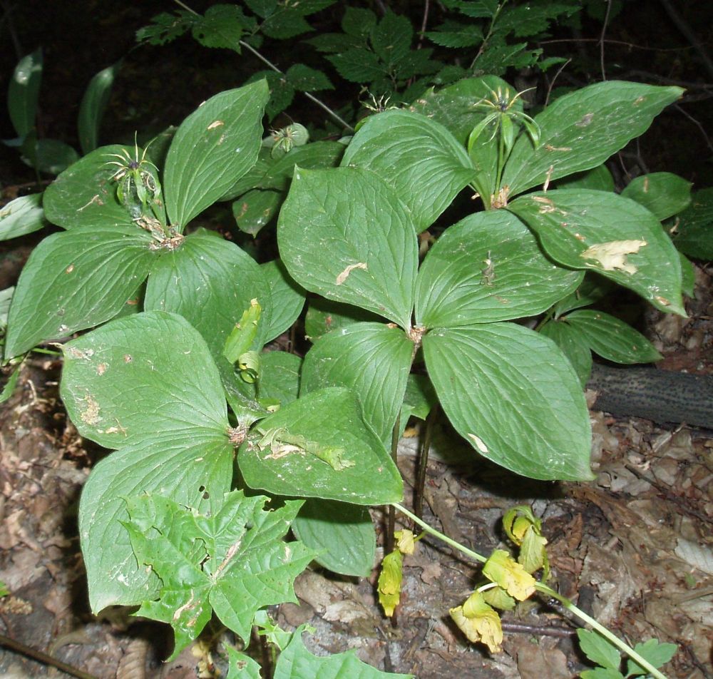 Image of Paris quadrifolia specimen.