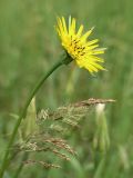 Tragopogon pratensis