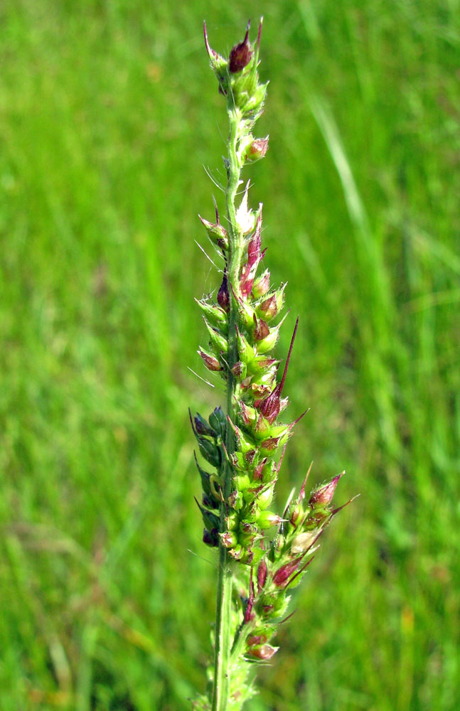 Image of Echinochloa crus-galli specimen.