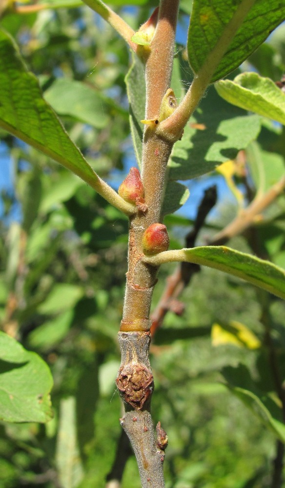 Image of Salix cinerea specimen.