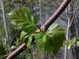 Betula pendula. Молодые листья. Свердловская обл., окр. г. Североуральск, р-н скал Три Брата, берег р. Вагран. 26.05.2011.