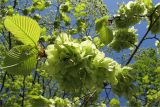 Ulmus glabra. Ветвь с плодами. Санкт-Петербург, Петергоф, городское озеленение. 20.05.2010.