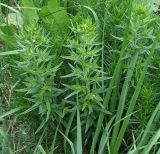 Lithospermum officinale