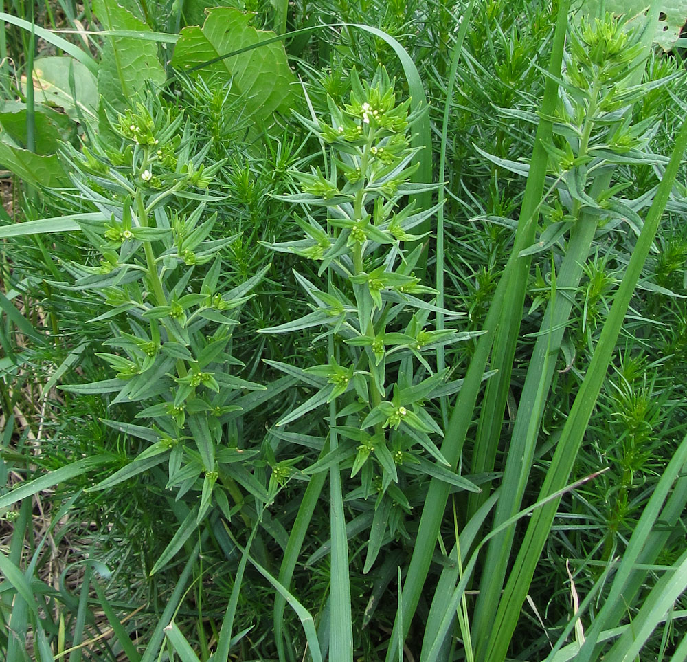 Image of Lithospermum officinale specimen.