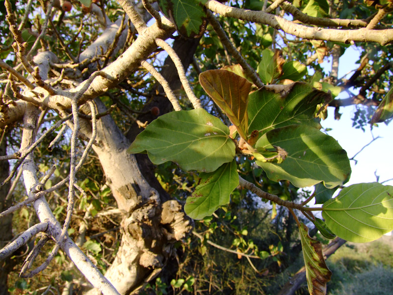 Image of Ficus sycomorus specimen.