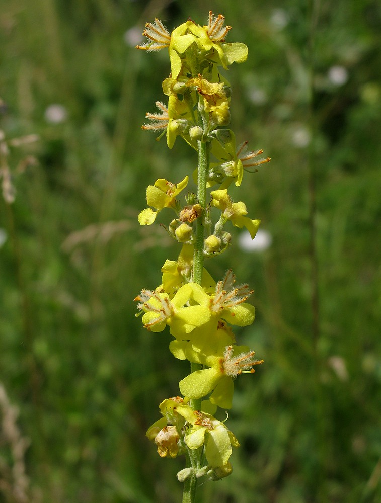 Image of Verbascum lychnitis specimen.