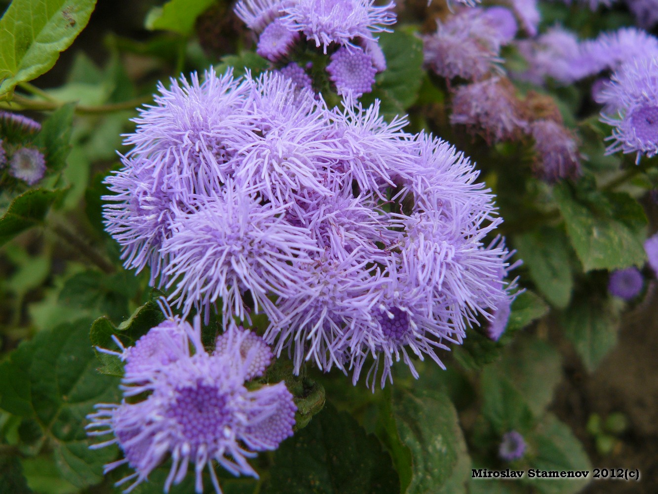 Изображение особи Ageratum houstonianum.