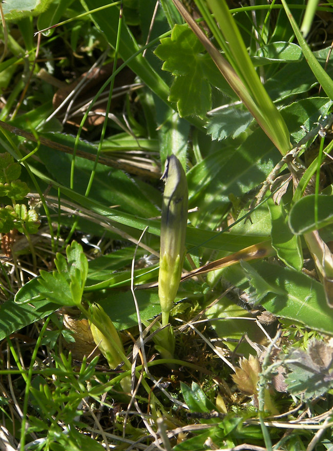 Image of Gentiana dshimilensis specimen.