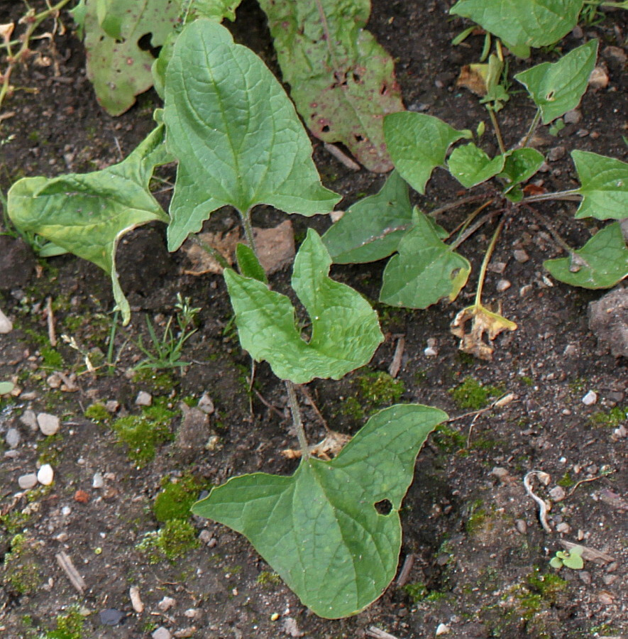 Image of Blitum bonus-henricus specimen.