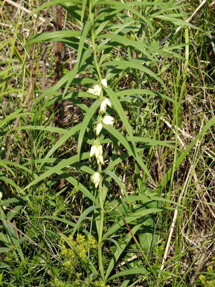 Image of Polygonatum stenophyllum specimen.