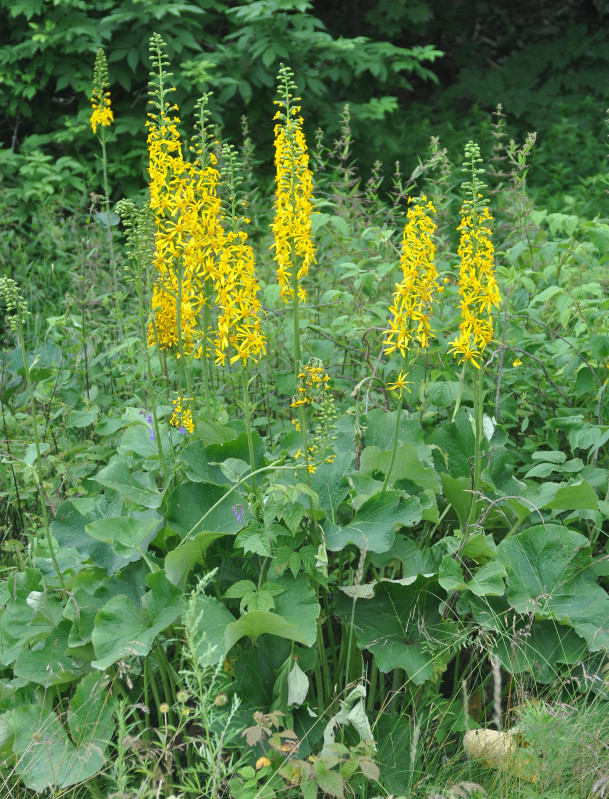 Изображение особи Ligularia fischeri.