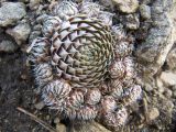 Orostachys spinosa. Растение после схода снега. Иркутская обл., пос. Листвянка, крутой скалистый склон. 27.04.2012.