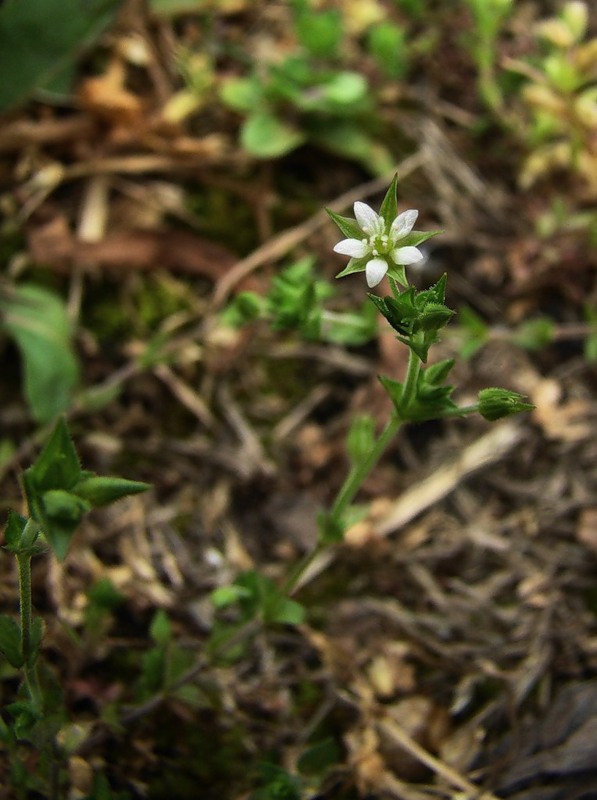 Image of Arenaria uralensis specimen.