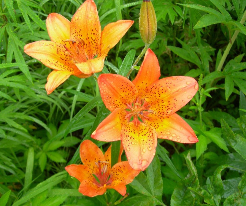 Image of Lilium pensylvanicum specimen.