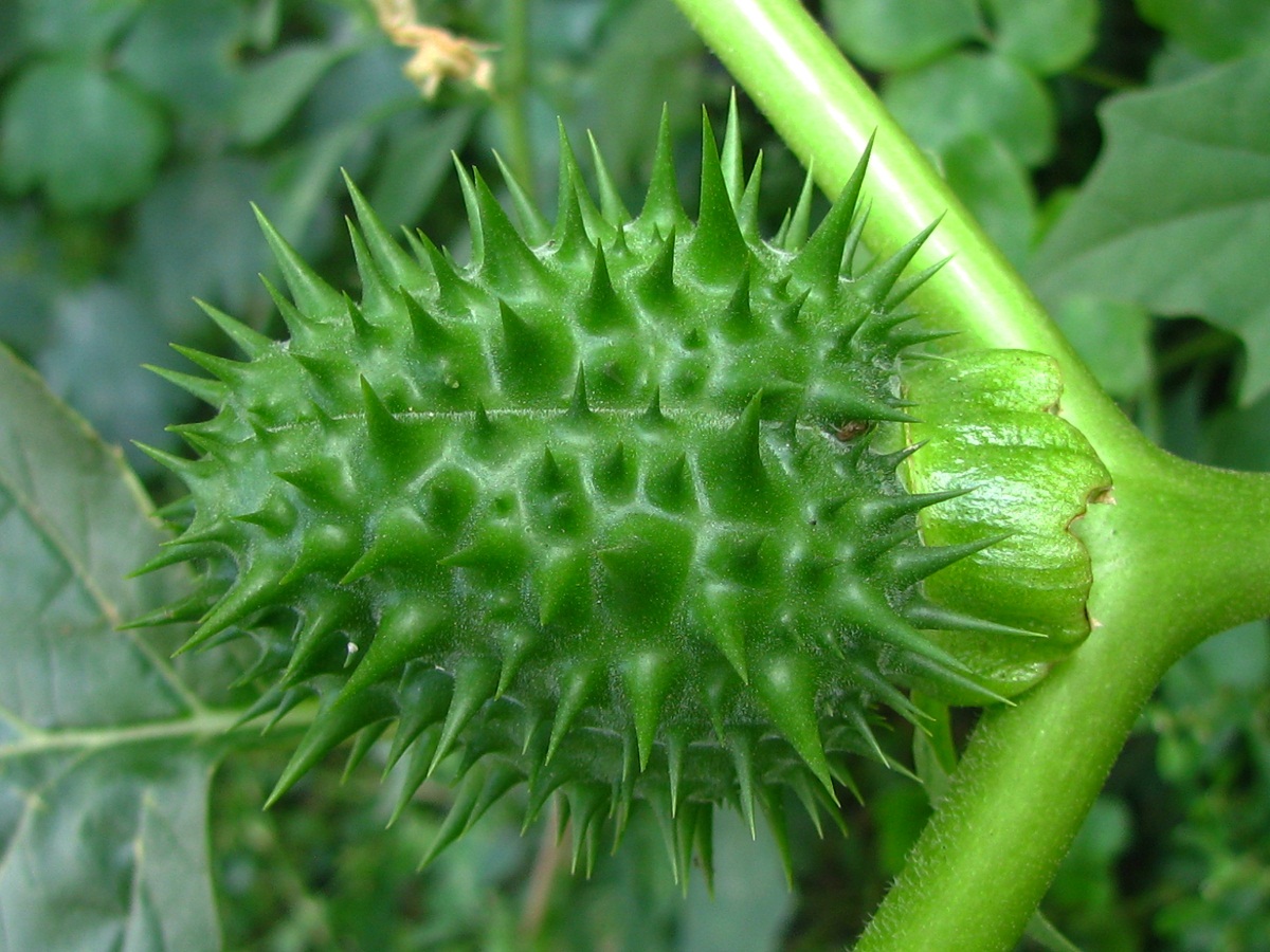 Image of Datura stramonium specimen.