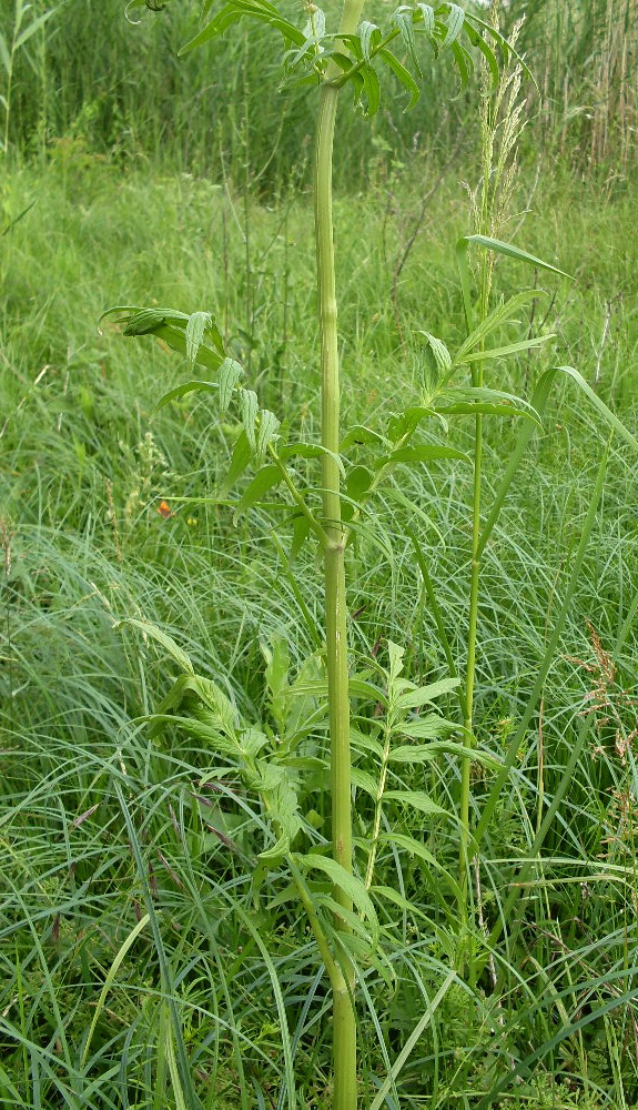 Image of Valeriana officinalis specimen.