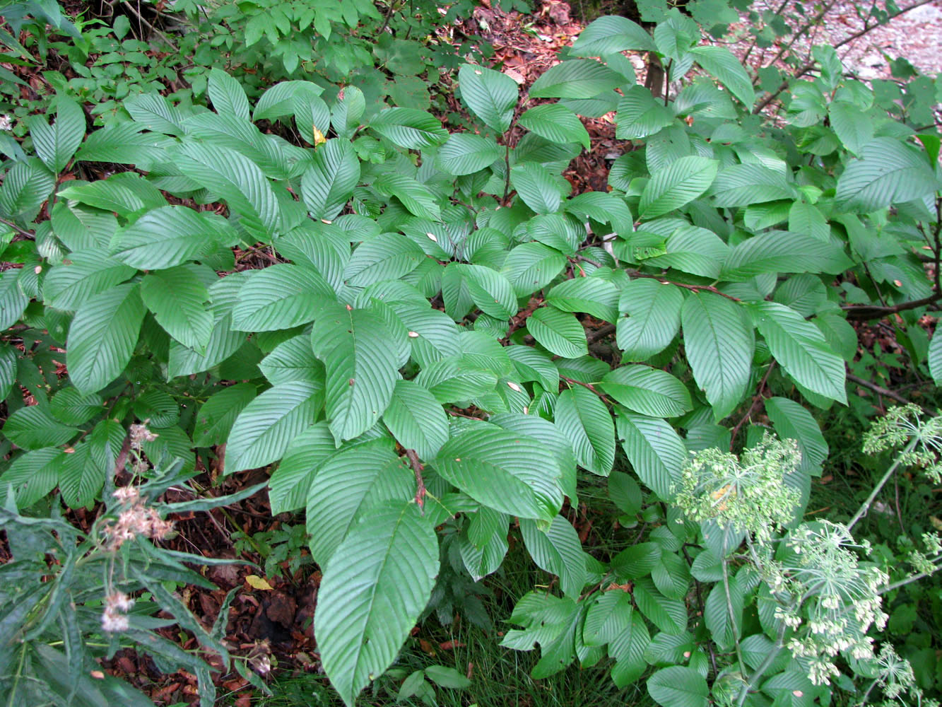 Image of Rhamnus alpina ssp. fallax specimen.