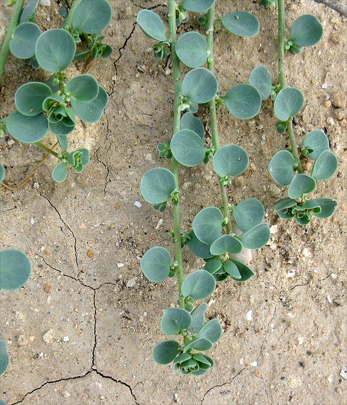 Image of Andrachne rotundifolia specimen.