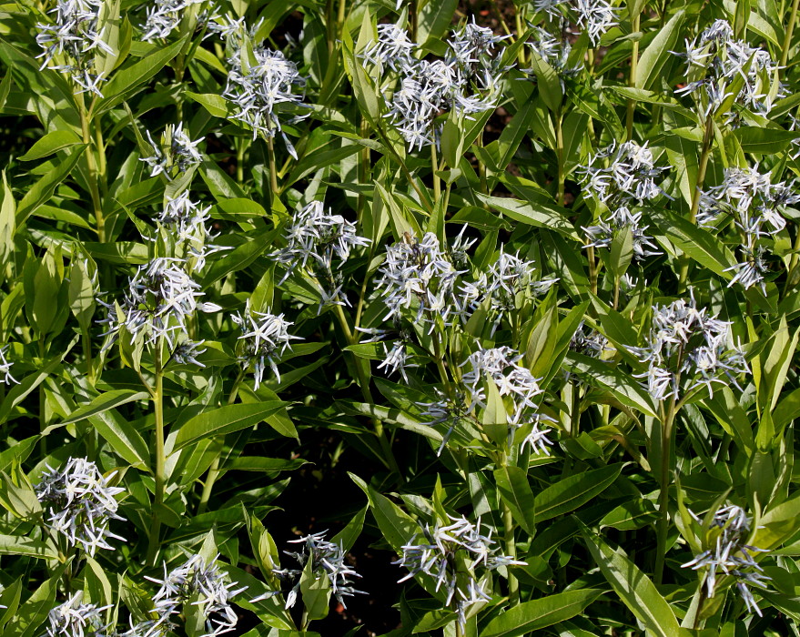 Image of Amsonia tabernaemontana specimen.