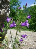 Campanula taurica