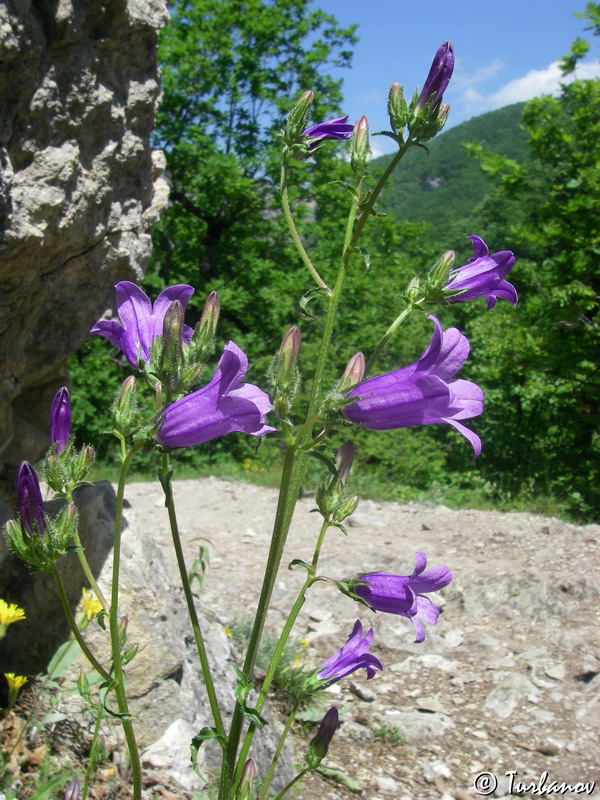 Image of Campanula taurica specimen.