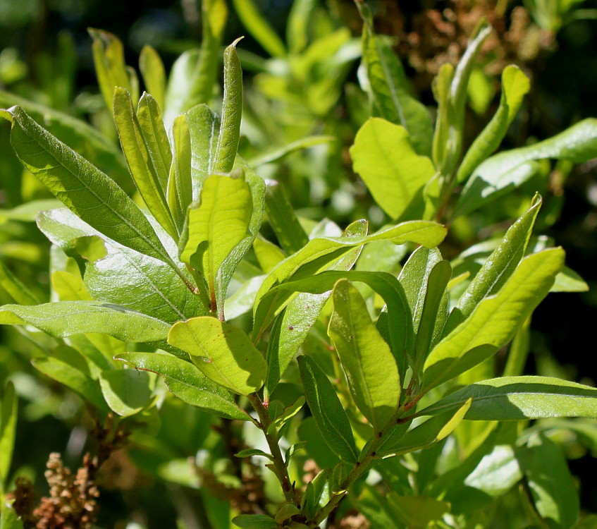 Изображение особи Myrica pensylvanica.