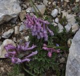 Corydalis solida подвид incisa