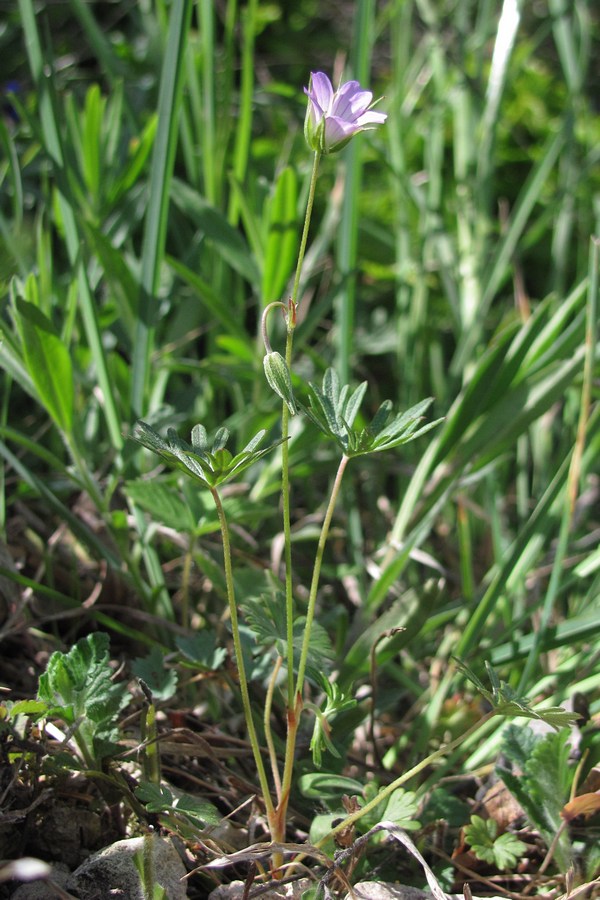 Image of Geranium columbinum specimen.