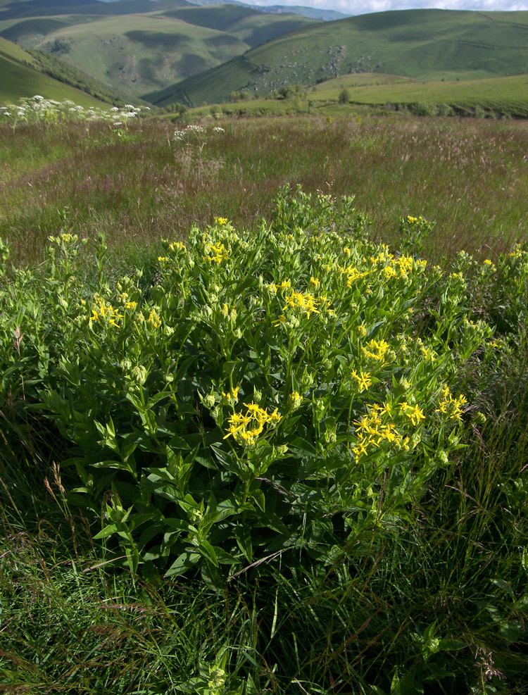 Image of Senecio propinquus specimen.