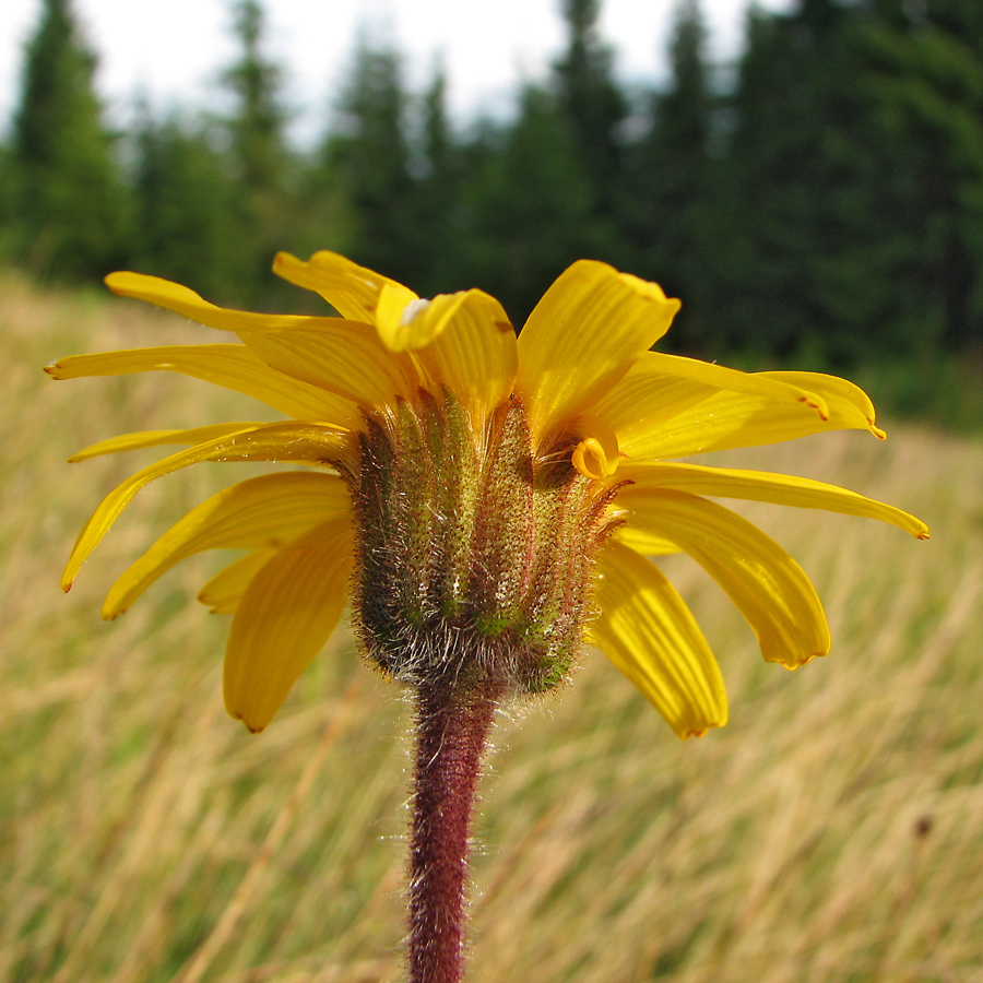 Image of Arnica montana specimen.