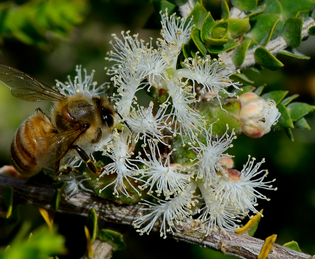 Image of Melaleuca cardiophylla specimen.