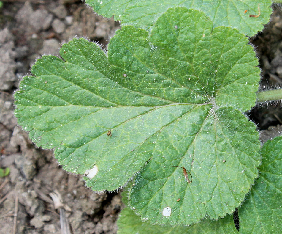 Image of Erodium pelargoniflorum specimen.