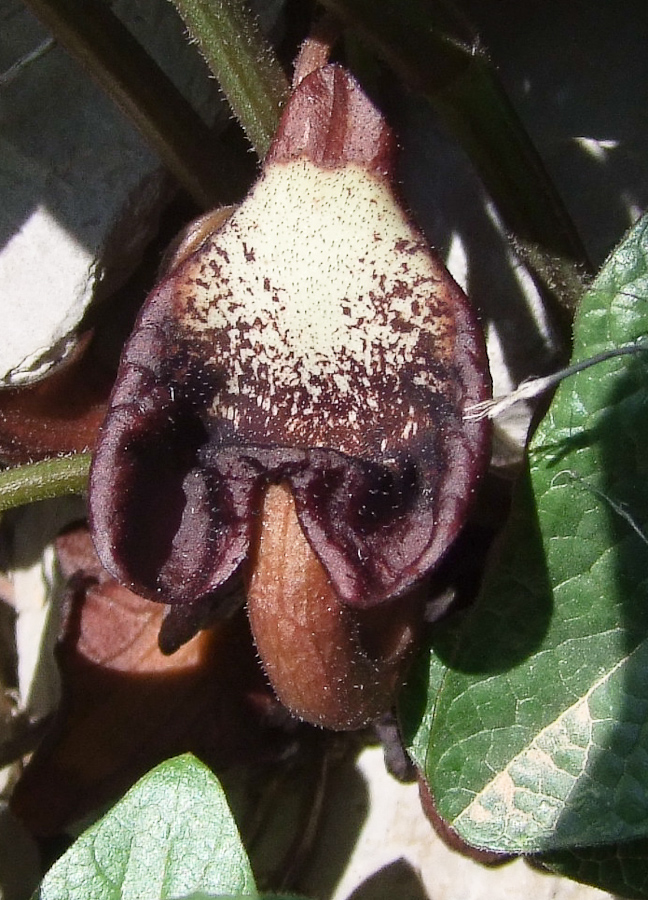 Image of Aristolochia paecilantha specimen.