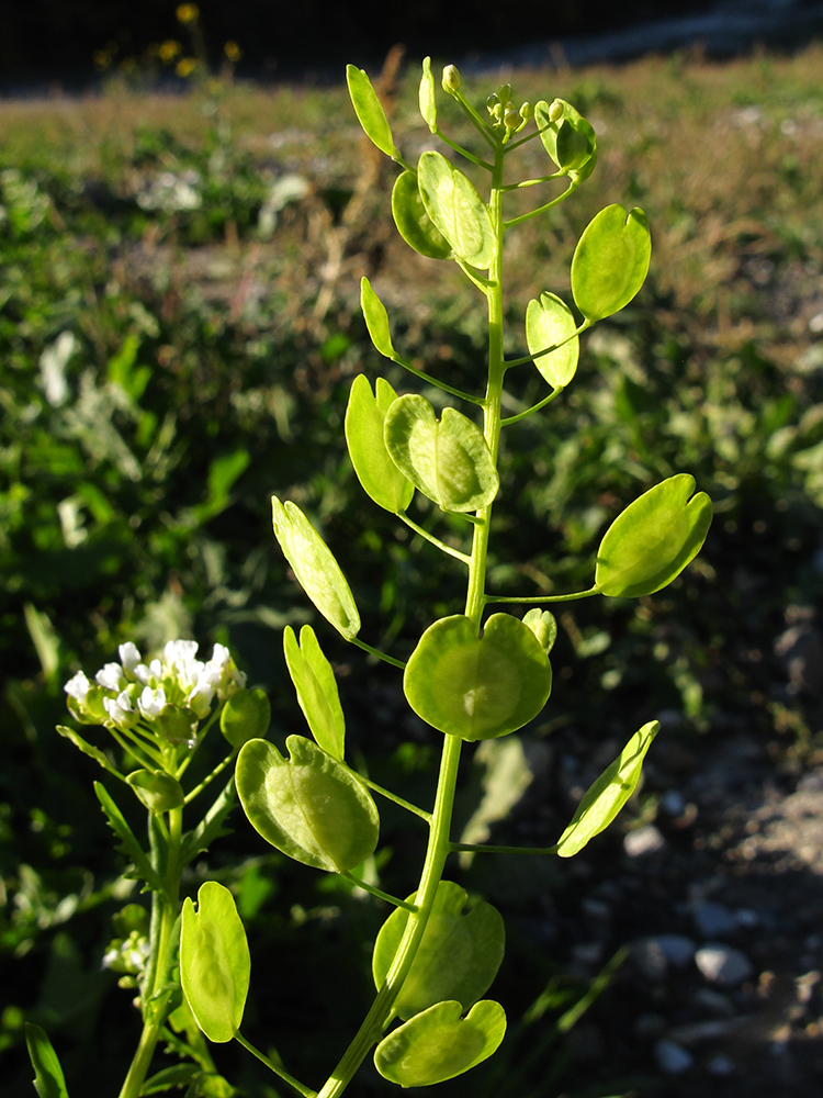 Image of Thlaspi arvense specimen.