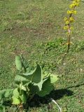 Ligularia macrophylla. Цветущее растение. Предгорья Заилийского Алатау, конец июля.