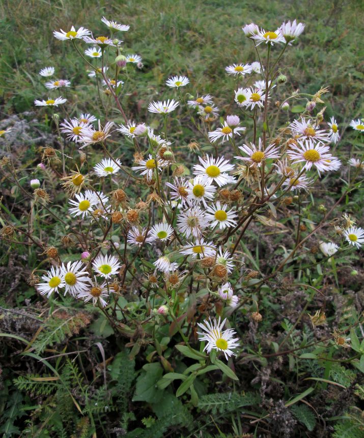 Image of Erigeron annuus specimen.