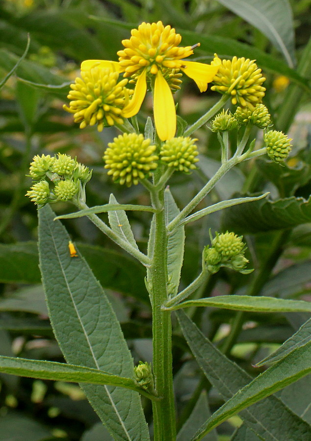 Image of Verbesina alternifolia specimen.