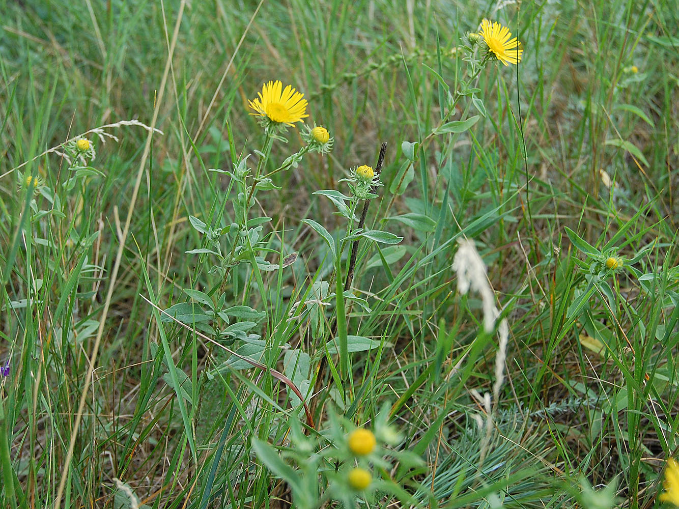 Изображение особи Inula britannica.