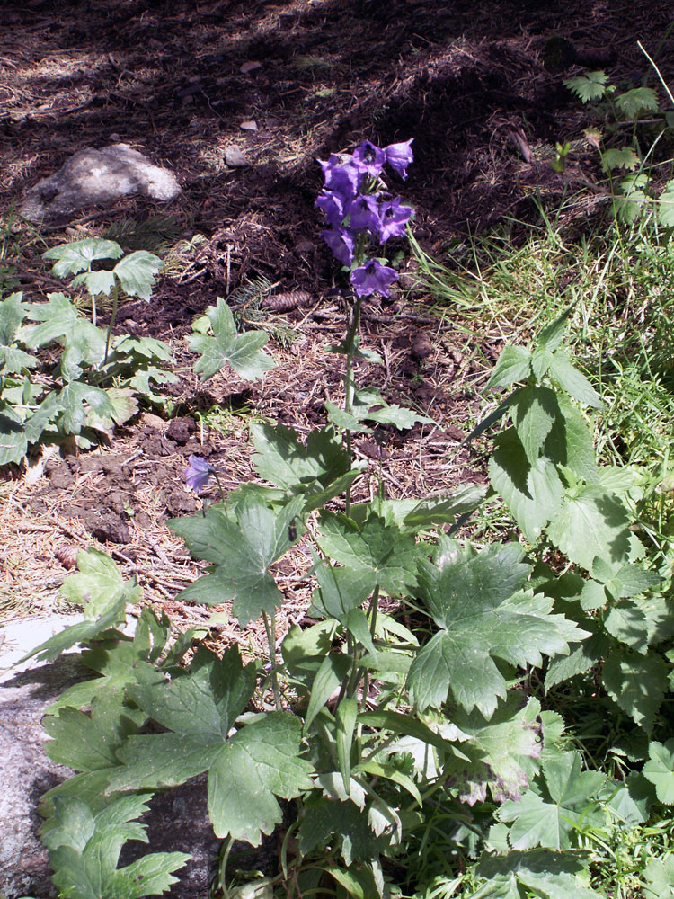 Image of Delphinium iliense specimen.