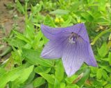 Platycodon grandiflorus. Цветок. Владивосток, Ботанический сад-институт ДВО РАН. 28 августа 2013 г.