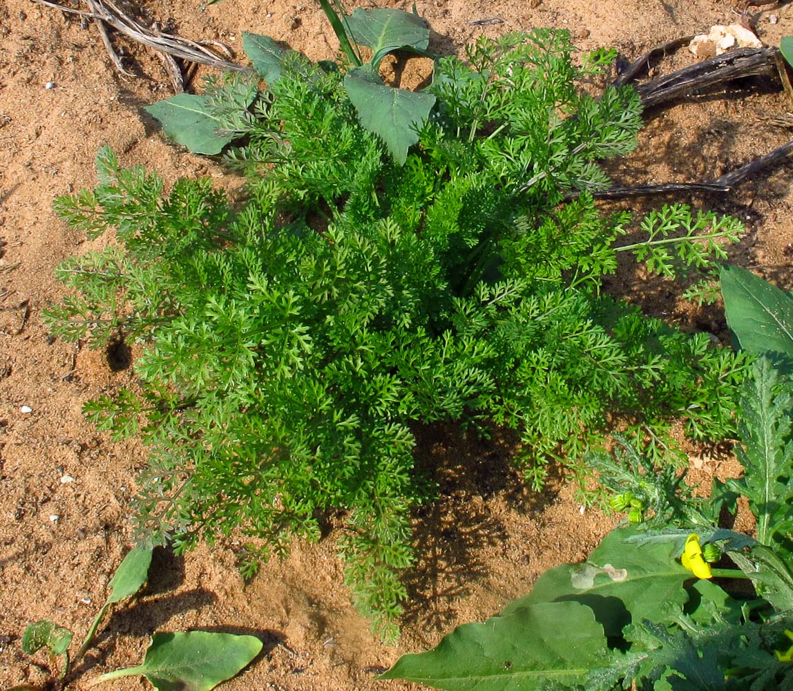 Image of Daucus glaber specimen.