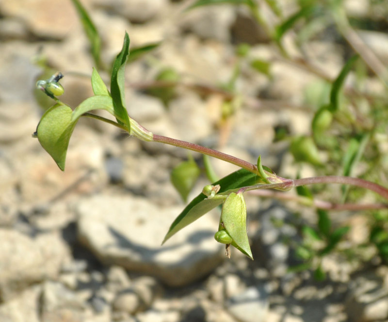 Image of Commelina communis specimen.